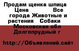 Продам щенка шпица.  › Цена ­ 15 000 - Все города Животные и растения » Собаки   . Московская обл.,Долгопрудный г.